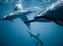 中国羽毛球女队战胜印度队 晋级亚团赛四强